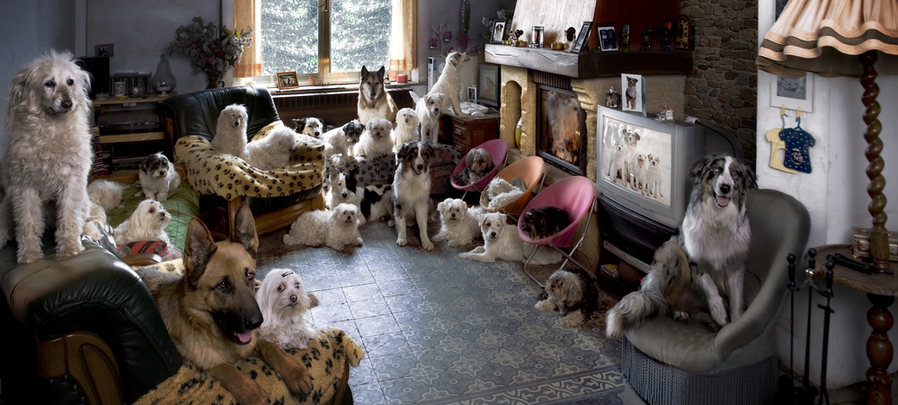 24 Dogs